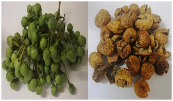 The pea eggplant (Solanum torvum) fresh (left) and sun-dried (right) fruits.