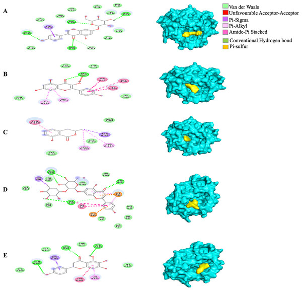 The Solanum torvum polyphenol-bound SARS-CoV receptor (PDB ID: 3I6G) complexes.