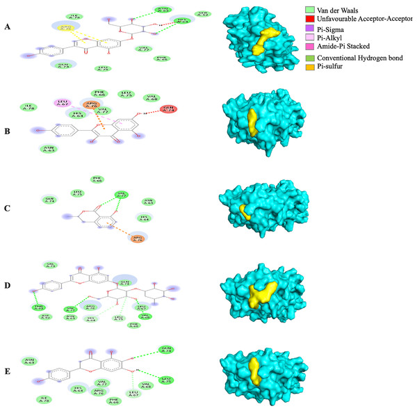 The Solanum torvum polyphenol-bound SARS-CoV receptor (PDB ID: 5RE4) complexes.