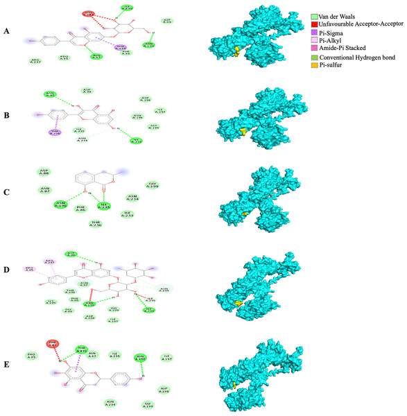 The Solanum torvum polyphenol-bound SARS-CoV receptor (PDB ID: 6VXX) complexes.