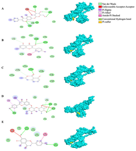 The Solanum torvum polyphenol-bound SARS-CoV receptor (PDB ID: 6VYB) complexes.