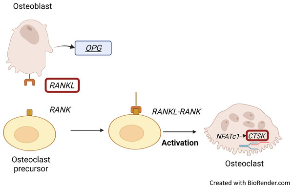 RANKL/RANK interaction and CTSK expression.