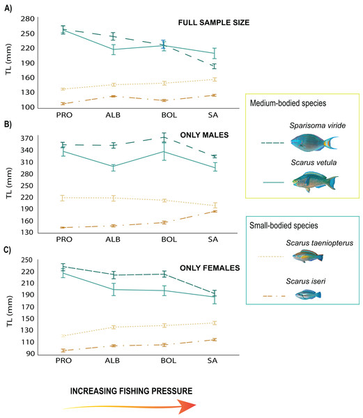 Trends in mean body size of parrotfish species under the fishing pressure gradient.