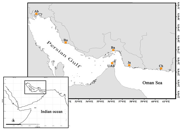 The distribution map and sampling locations of E. coioides in the studied area (top) in the Northwest Indian Ocean (bottom).