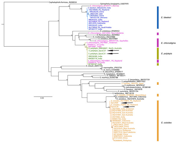 COI phylogenetic tree representative of Epinephelus groupers, E. coioides, and other species misidentified as E. coioides in the Persian Gulf and the Oman Sea.
