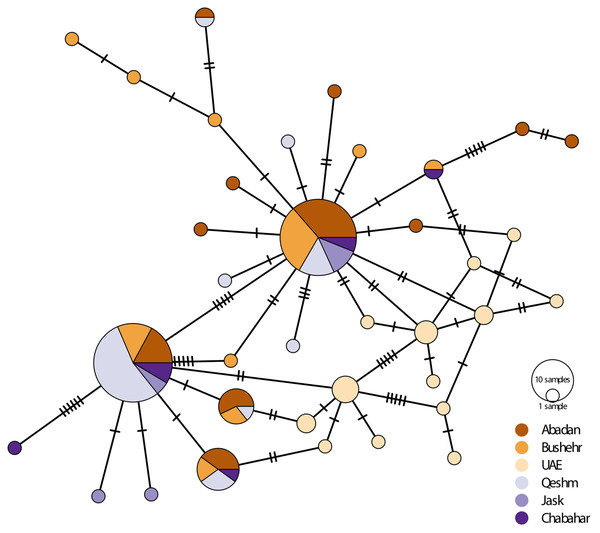 Median-joining haplotypic network and neighbor-joining tree representing the relationship of the studied population of E. coioides in the Persian Gulf and the Oman Sea based on D-loop sequences.