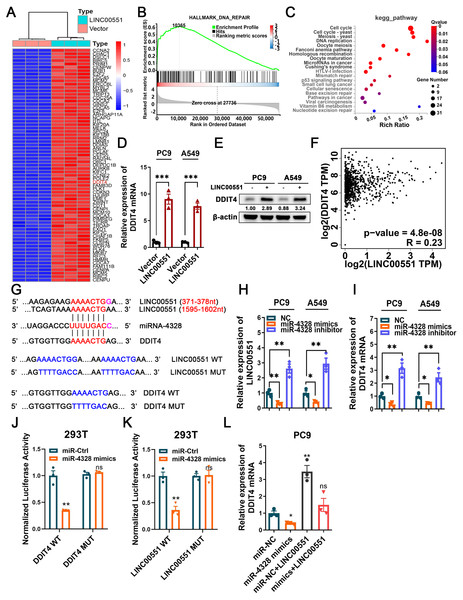 The regulatory mechanism of LINC00551 on DDIT4.