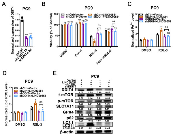 The role of DDIT4 in LINC00551-regulated autophagy and ferroptosis.