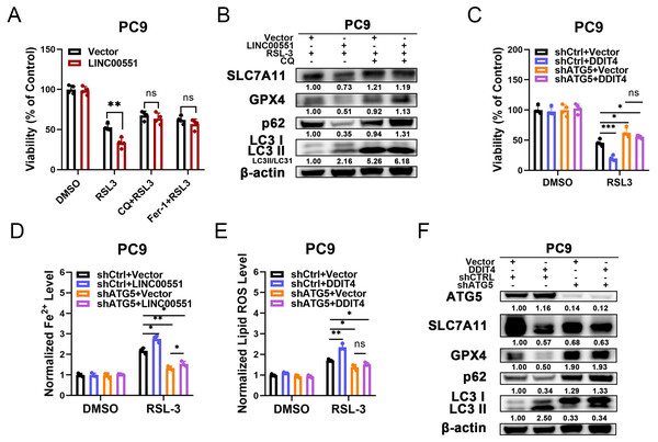 The relationship between autophagy and ferroptosis regulated by LINC00551/DDIT4 axis.