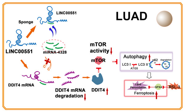 Illustration of LINC00551 action in LUAD.