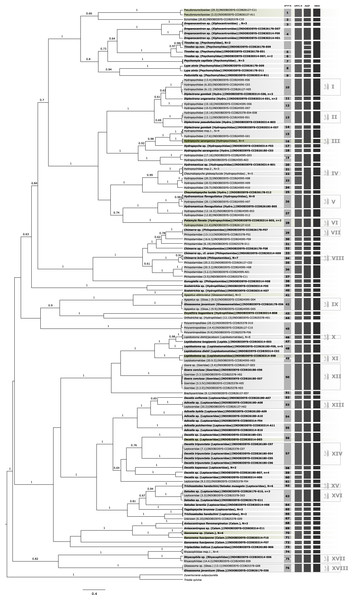 Bayesian inferred ultrametric phylogenetic tree based on COI of 182 Trichoptera larvae (in bold) and adults.