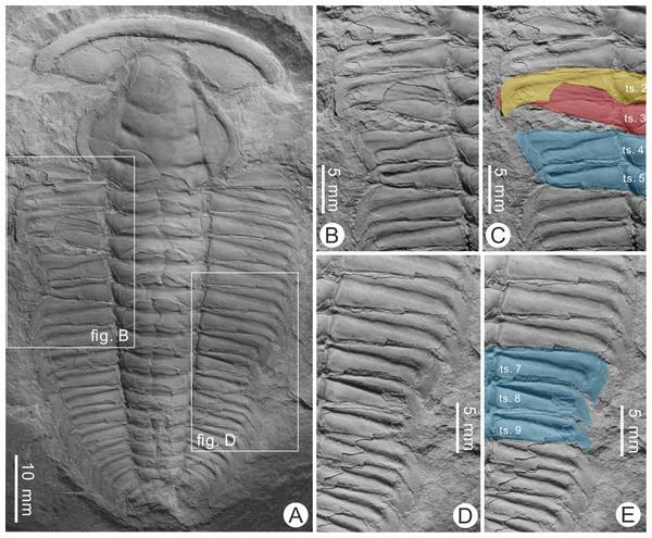Injured Redlichia (Pteroredlichia) chinensis (Walcott, 1905) from the Balang Formation (Cambrian Series 2, Stage 4), Hunan, South China.