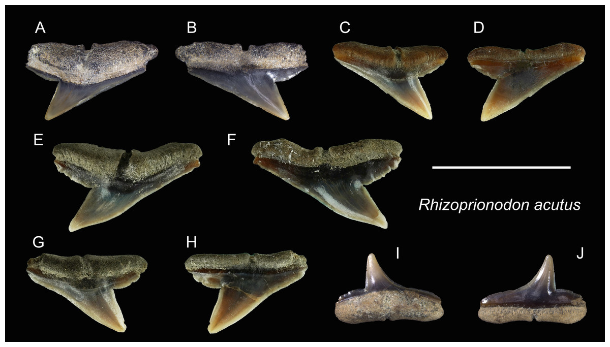 A previously overlooked, highly diverse early Pleistocene elasmobranch assemblage from southern Taiwan PeerJ