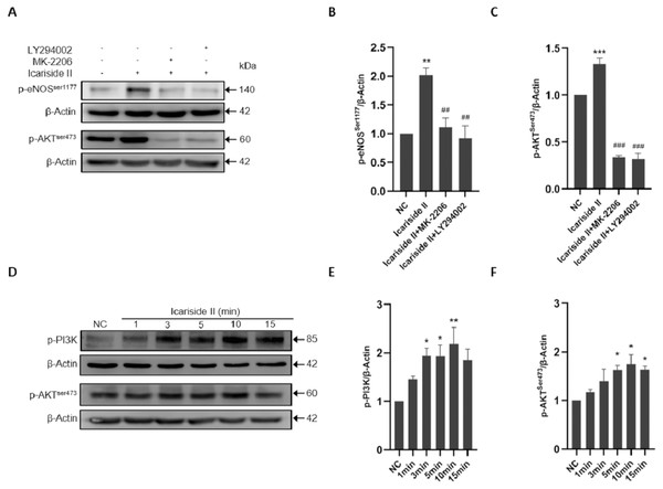 Icariside II regulate the expression of p-eNOSSer1177 via PI3K/AKT signaling pathway.
