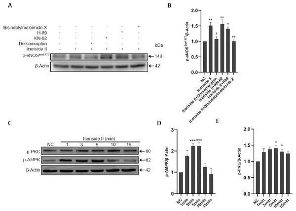Icariside II regulate the expression of p-eNOSSer1177 via AMPK and PKC signaling pathway.
