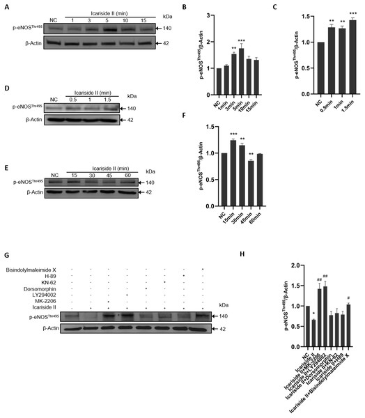 Effect of Icariside II on the expression of p-eNOSSer1177 via PI3K/AKT, AMPK, and PKC signaling pathways.