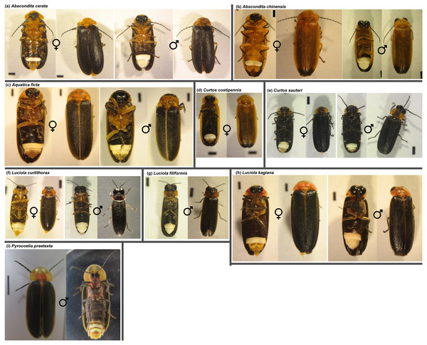 Representative females and males of collected firefly species.