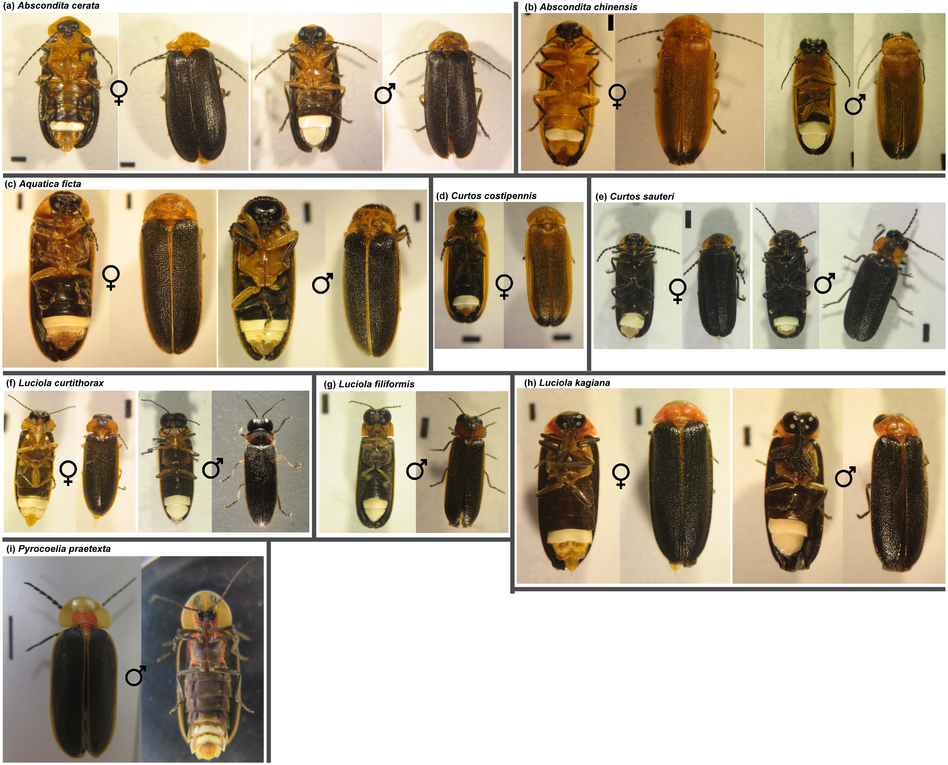 Luminescent characteristics and mitochondrial COI barcodes of nine cohabitated Taiwanese fireflies PeerJ photo