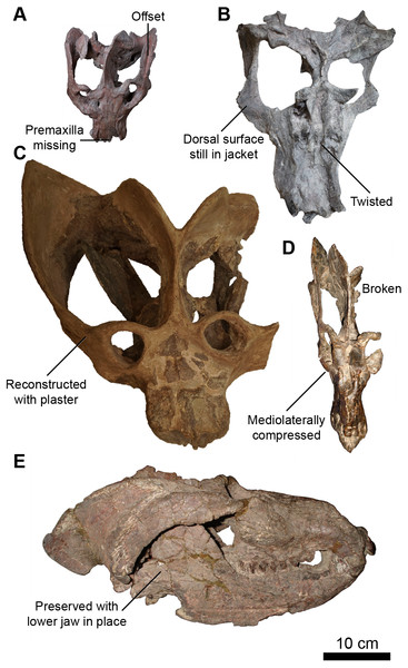 Skulls of Exaeretodon argentinus displaying varying degrees and forms of deformation.