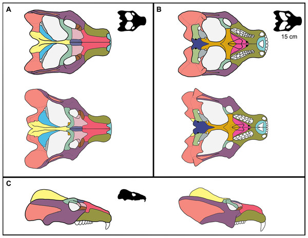 Reconstruction of ontogenetic change in the skull of Exaeretodon argentinus.