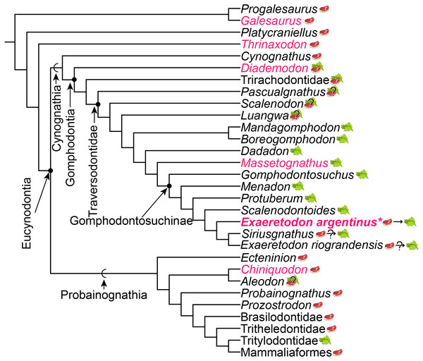 Phylogeny of cynodont relationships based on Lukic-Walther et al. (2019), with the inclusion of Siriusgnathus, and gomphodontosuchine relationships based on Hendrickx et al. (2020).