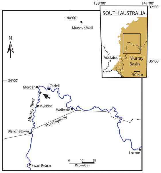 Locality map of the occurences of Ericusa ngayawang sp. nov. and their position within the western Murray Basin of South Australia.