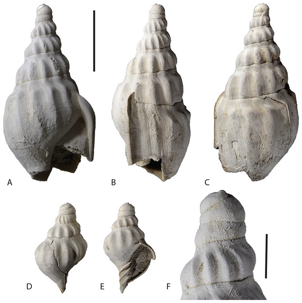 Type specimens of Ericusa ngayawang sp. nov.