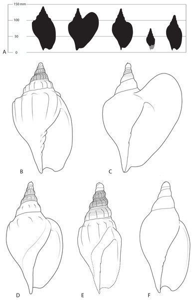 Shells of various Livoniini compared.