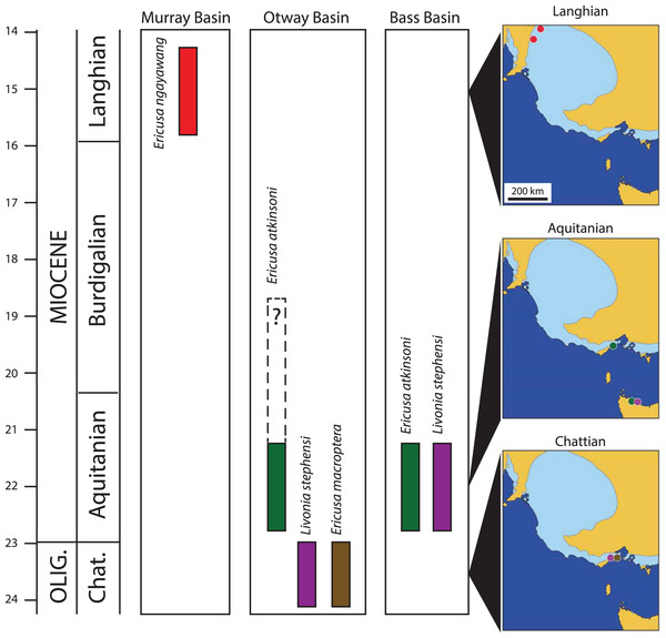 Palaeobiogeography and stratigraphy of selected early Livoniini relevant to this study.