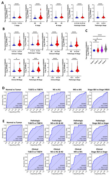 Correlation between IQGAP3 expression and clinical features.