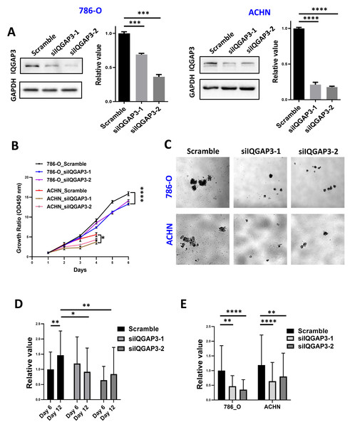 Depletion of IQGAP3 inhibit cell proliferation.