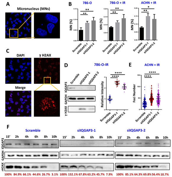 IQGAP3 promoted genomic stability.