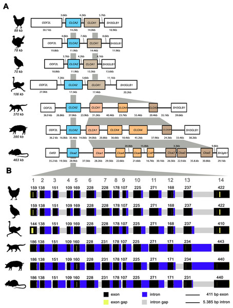 The genomic architecture of avian and mammalian CLCA2 genes is highly conserved while CLCA1 homologues are diverse only in mammals but not in birds.