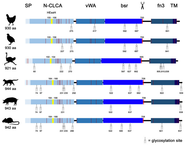 Avian and mammalian CLCA2 proteins share the canonical CLCA2 predicted protein architecture.