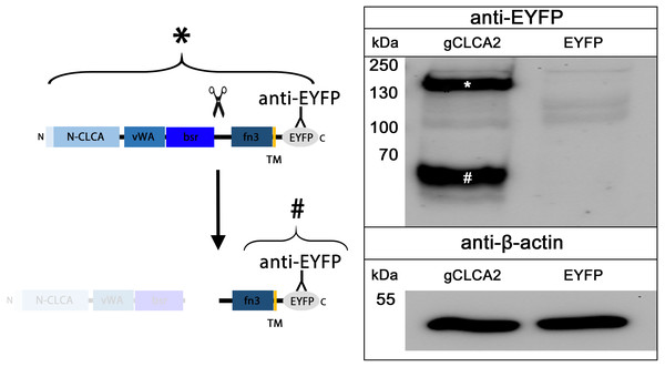 Posttranslational cleavage of the gCLCA2 precursor protein.