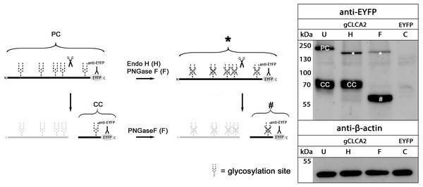 gCLCA2 is a multiple N-linked glycosylated protein and cleaved early in the medial golgi.