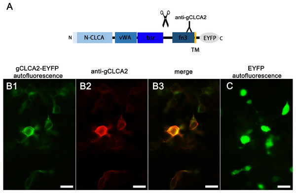 Heterologously expressed gCLCA2 is associated with the plasma membrane.