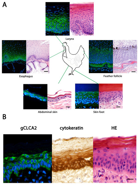 Immunofluorescence localization of the gCLCA2 protein in the cells of stratified/cornified epithelia of the skin, mucus membranes and feather follicles.