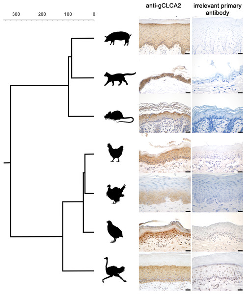 CLCA2 expression is conserved in viable epidermal keratinocytes across avian and mammalian species.