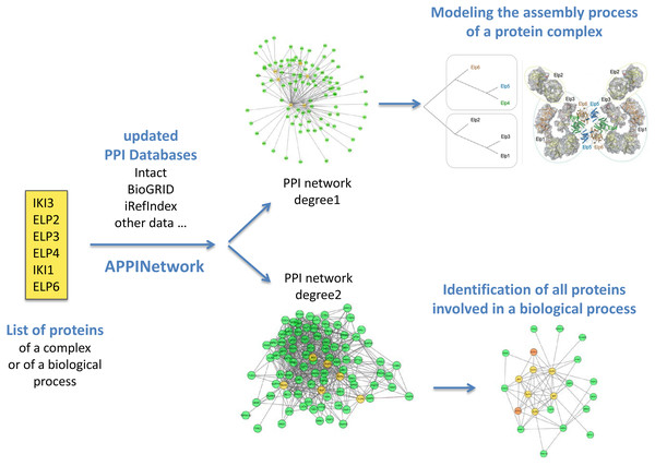 Outline of analysis types of networks obtained with APPINetwork for the ELP complex of Saccharomyces cerevisiae.