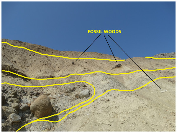 The outcrop of the plant fossiliferous locality in Gökçeada, showing fossil woods of different fossilization types occurring in different depositional units.