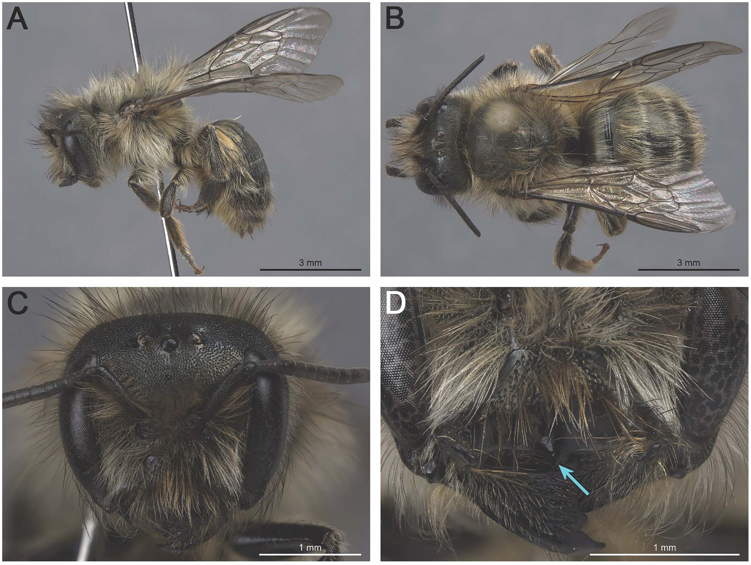 Establishment of the non-native horned-face bee Osmia cornifrons and the  taurus mason bee Osmia taurus (Hymenoptera: Megachilidae) in Canada [PeerJ]