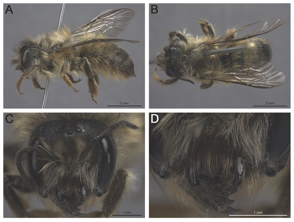 Osmia taurus female (MM110-A5-019.020): (A) habitus, lateral view; (B) habitus, dorsal view; (C) head, frontal view; (D) head (lower half), frontal view.