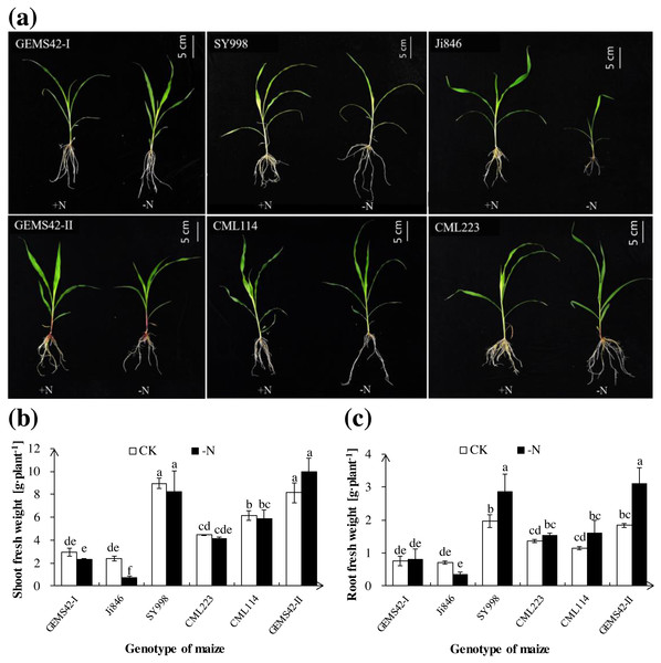 The morphological appearance (A), roots biomass (B) and shoots biomass (C) of the different genotype maize in response to low nitrogen stress.