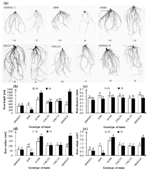 Effects of low nitrogen stress on root morphology.