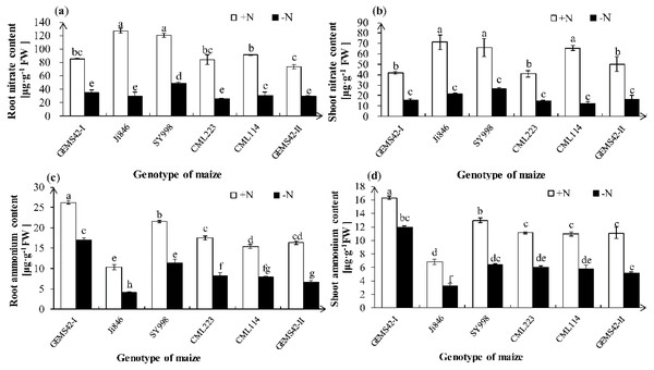 Effects of low nitrogen stress on nitrate (NO3−) and ammonium (NH4+) content of maize.