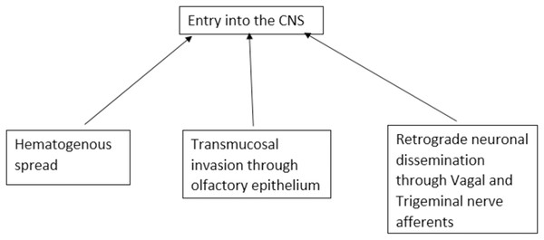 Proposed routes of entry of SARS-CoV-2 into the central nervous system.