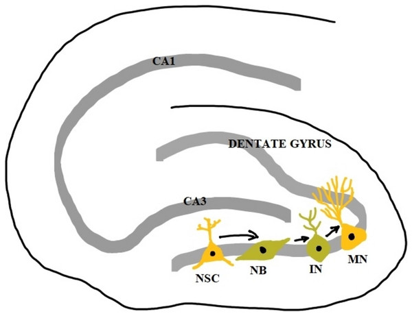 Adult neurogenesis in the dentate gyrus of hippocampus.