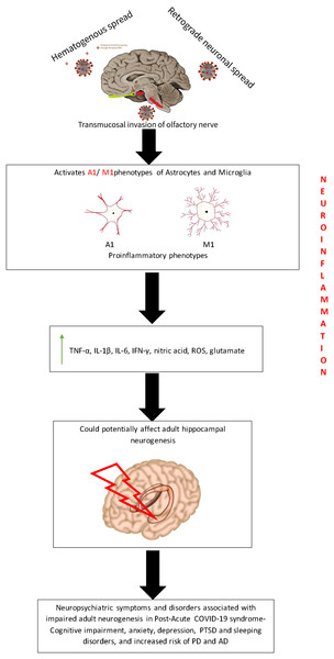Putative mechanism depicting the effect of neuroinflammation on adult neurogenesis during PACS.