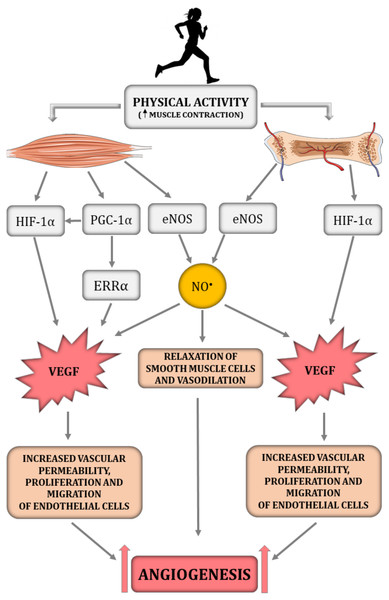 The impact of physical activity on a crucial angiogenesis-related signalling pathways in skeletal muscle–bone unit.